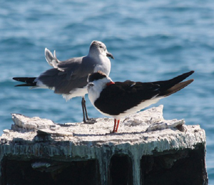 The Black Skimmer Arrives to the Dry Tortugas