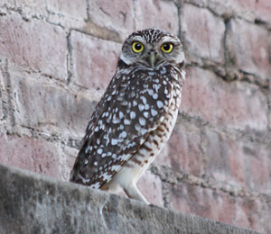 Owl Spotted at Fort Jefferson